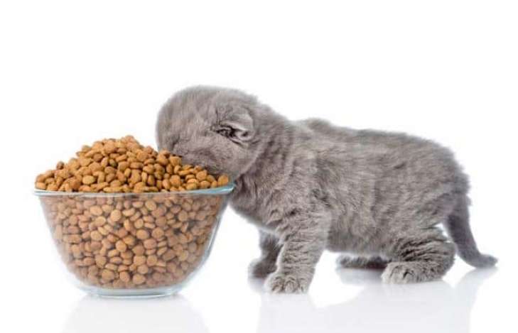 фото сухой корм для кошек