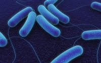 «Овощная» эпидемия: обнаружена новая разновидность бактерии E.coli