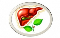 Простые рецепты для сохранения здоровья печени