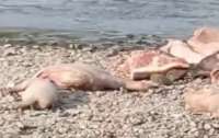 У Чернівецькій області на березі річки виявили туші свиней з африканською чумою