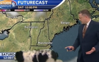 Любопытная собака стал героиней прогноза погоды (видео)