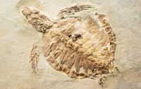 У Китаї фермер знайшов закам'янілу черепаху Юрського періоду