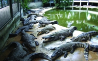 В ЮАР 15 тысяч крокодилов обрели свободу