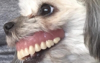 Собака со вставной челюстью напугала и развеселила пользователей Сети