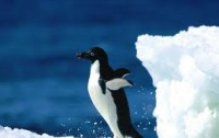 Заблудившегося пингвина отпустили в океан