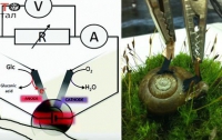 Улитки могут стать источником электроэнергии