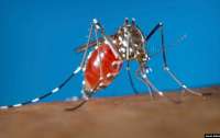 Американцев предупредили о риске заражения вирусом лихорадки денге