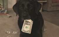 Минфин США вернул мужчине $500, которые якобы съела собака