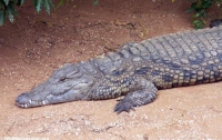 На Филиппинах гигантский крокодил страдает от стресса