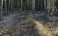 Неизвестные сожгли полтысячи деревьев в Одесской области