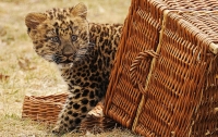 Зоопарк отдал котенка леопарда 