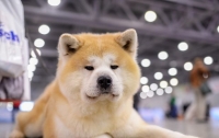 Забавный японский пес попал на Google Maps