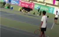Корова вышла на теннисный корт во время соревнований (видео)