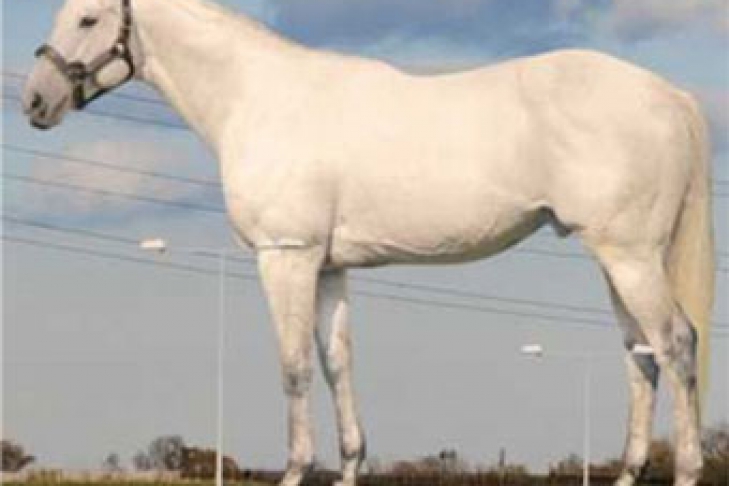 Тернер лошадь. Белый трехметровый конь. Horse Visual.