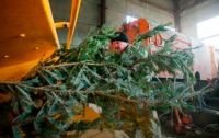 Где в Киеве можно сдать елку на переработку: список адресов
