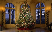В канун Нового года елки будут продавать по 50-200 гривен