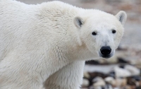 Белый медведь убил человека в Канаде впервые за 18 лет