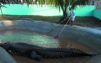 На Филиппинах умер крупнейший гребнистый крокодил в мире