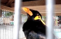 Птичка имитирует мобильный рингтон (ВИДЕО)
