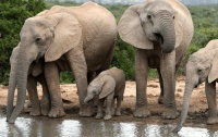 Жуткое ЧП в Индии стало причиной смерти семьи слонов