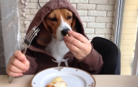 Пес, использующий нож и вилку, собрал миллионы просмотров в Сети (видео)