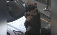 Огромный пчелиный рой атаковал жителей Лондона (видео)