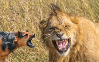 В Танзании маленькая собака напугала льва