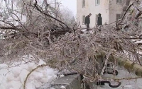 В Москве снегопад повалил 13 тыс. деревьев 