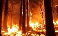 На юге Европы из-за сильной жары свирепствуют лесные пожары