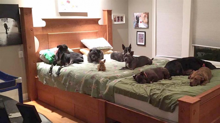 Супруги из США построили огромную кровать ради своих восьмерых псов