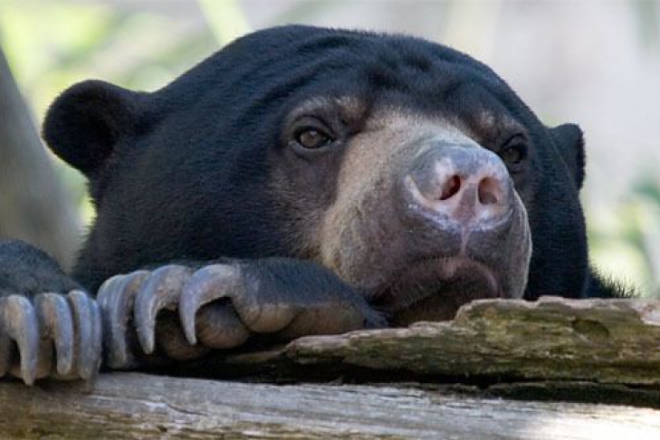 Strong bear. Бируанг медведь. Малайский медведь. Малайский медведь фото. Самые необычные медведи в мире.