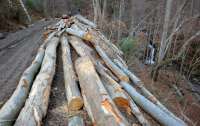 Працівники лісгоспів в Україні регулярно здійснюють незаконну рубку дерев