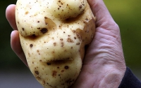 В Англии выросла картошка, которая похожа на заклятого врага Гарри Поттера (ФОТО)