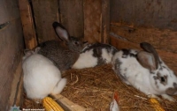 Пятеро школьников в Ривненской области похищали у сельских жителей кроликов