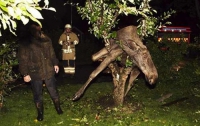 В Швеции пьяный лось застрял на дереве (ФОТО)