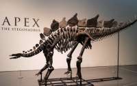 Стегозавр Апекс продан за 44,6 млн долларов на аукционе в Нью-Йорке