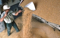 Высшее руководство страны не знает, почему остановился экспорт зерна 