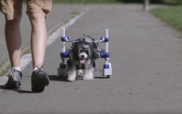 Пострадавшей в ДТП собаке сделали колесные протезы (видео)