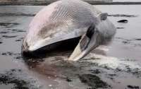 Уряд Ісландії видав дозвіл на забій 128 китів останній китобійній компанії в Європі