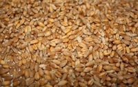 Украина станет основным поставщиком зерна в Грузию