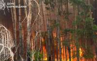 На Харківщині палають майже 4 тисячі гектарів лісу