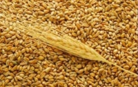 Экспорт зерна замер… из-за угрозы возможных квот
